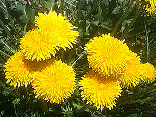 Dandelions: An Edible Plant in the Wild