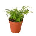 Rabbit's Foot Fern-Davallia fejeensis -Pet Safe Plants