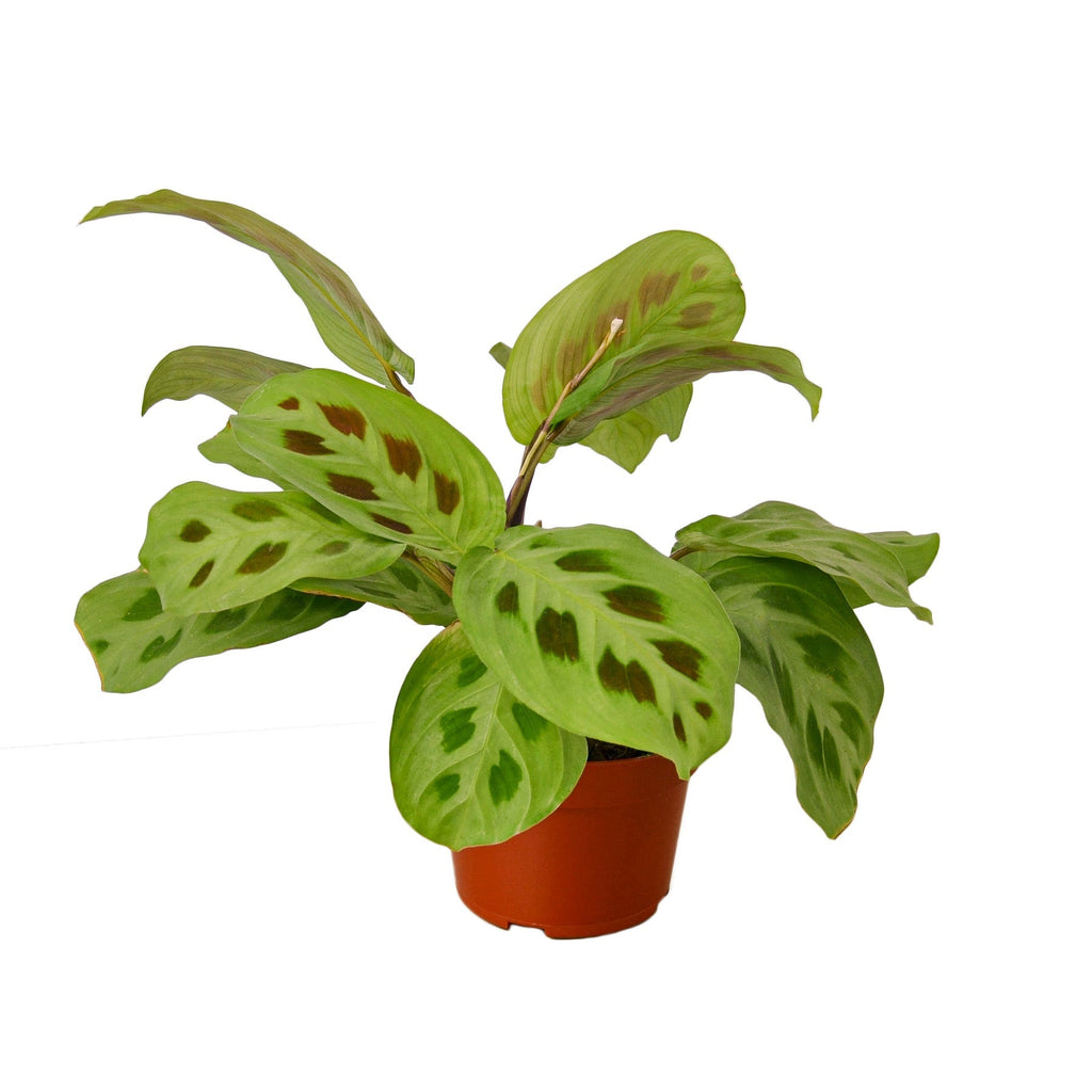 Maranta Prayer Plant Live Houseplants