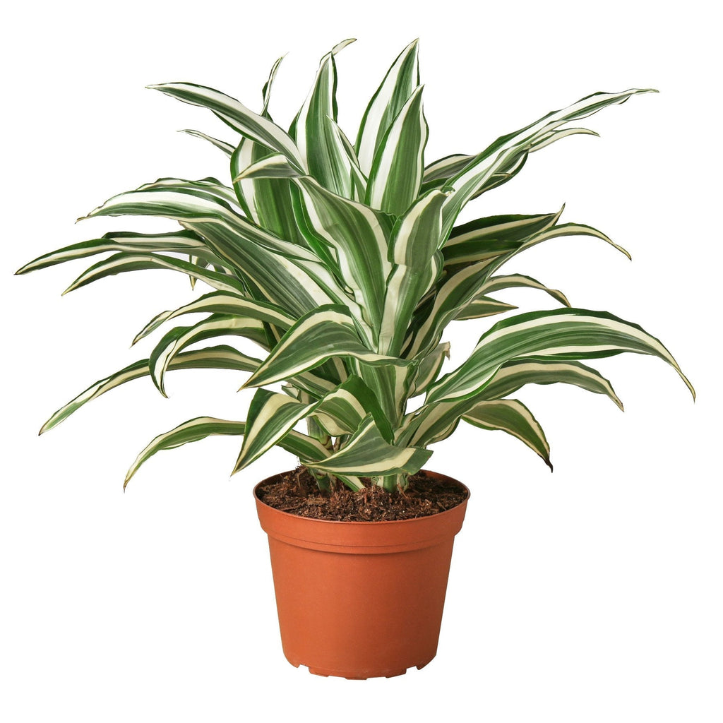 Dracaena White Jewel Potted plant with green and white leaves on a white background