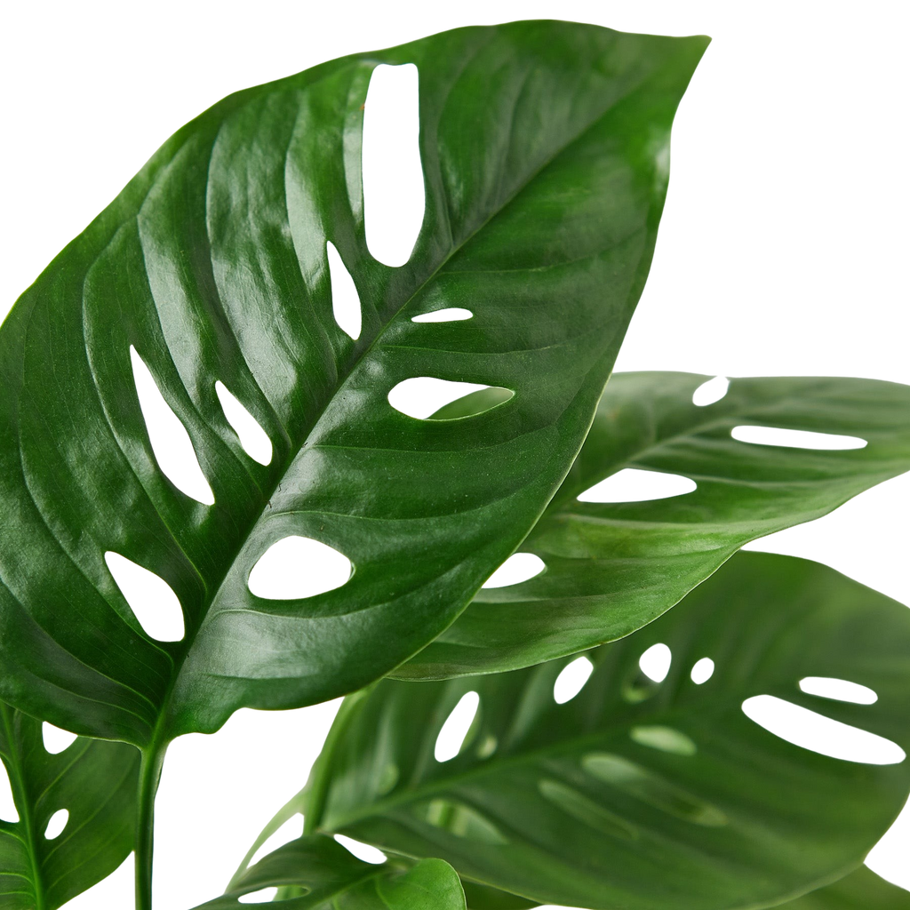 Monstera Adansonii 'Swiss Cheese'