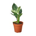 Philodendron 'Birkin' - 4" Pot - NURSERY POT ONLY