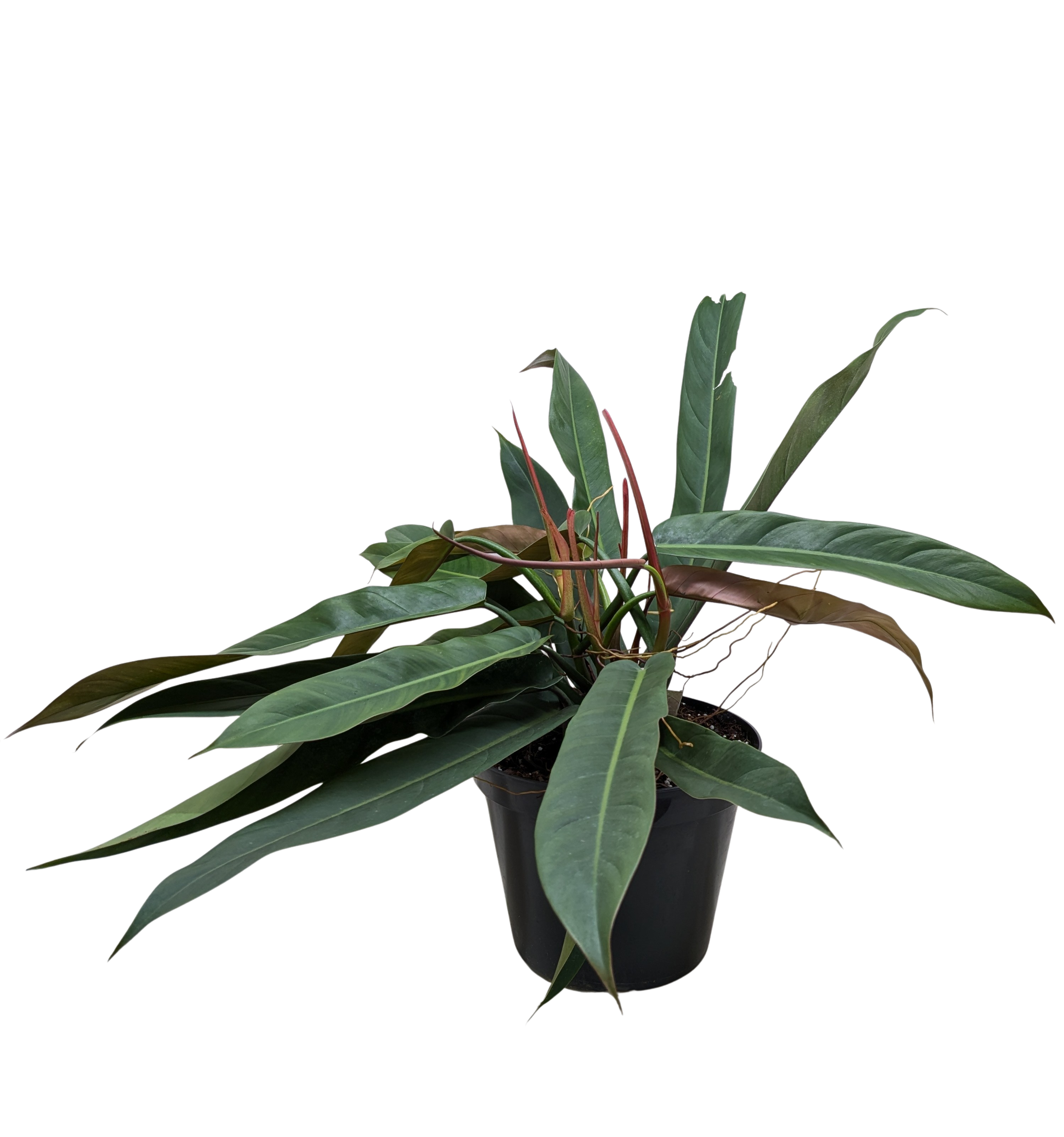 Philodendron Bicolor