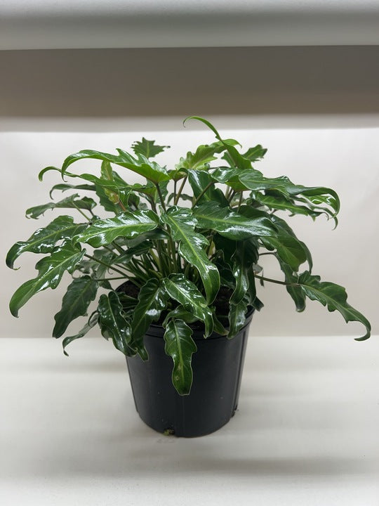 Calathea 'Lancifolia' Rattlesnake Plant (Goeppertia insignis) | Pet Safe