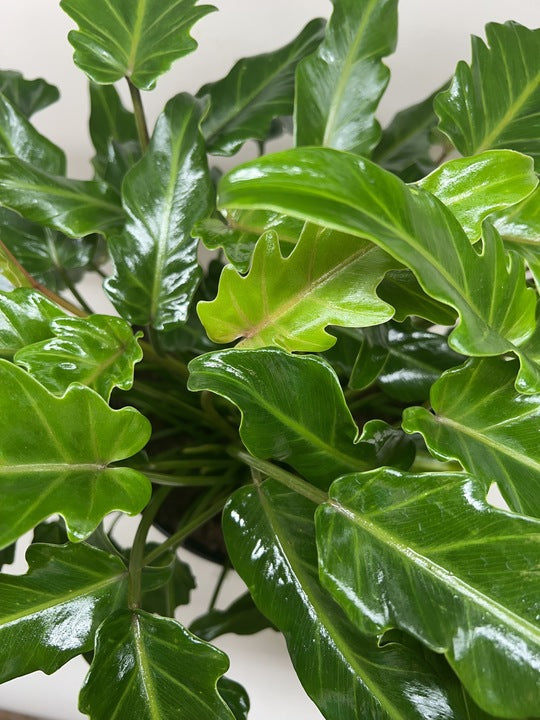 Calathea 'Lancifolia' Rattlesnake Plant (Goeppertia insignis) | Pet Safe