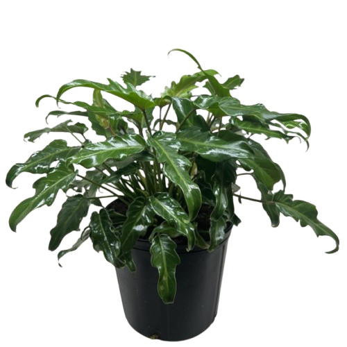 Calathea 'Lancifolia' Rattlesnake Plant (Goeppertia insignis) | Pet Safe
