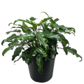 Calathea 'Lancifolia' Rattlesnake Plant (Goeppertia insignis) | Pet Safe