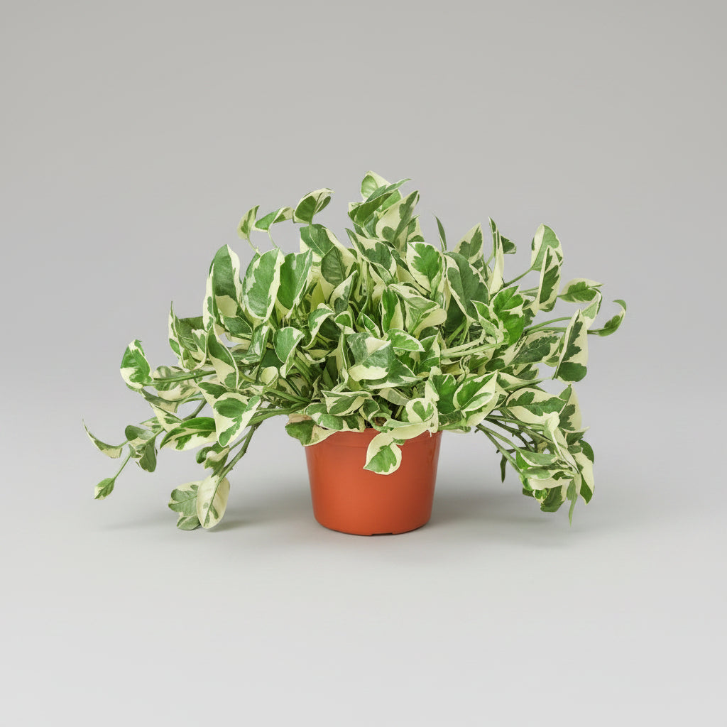 N'Joy Pothos Potted plant with green and white leaves on a white background