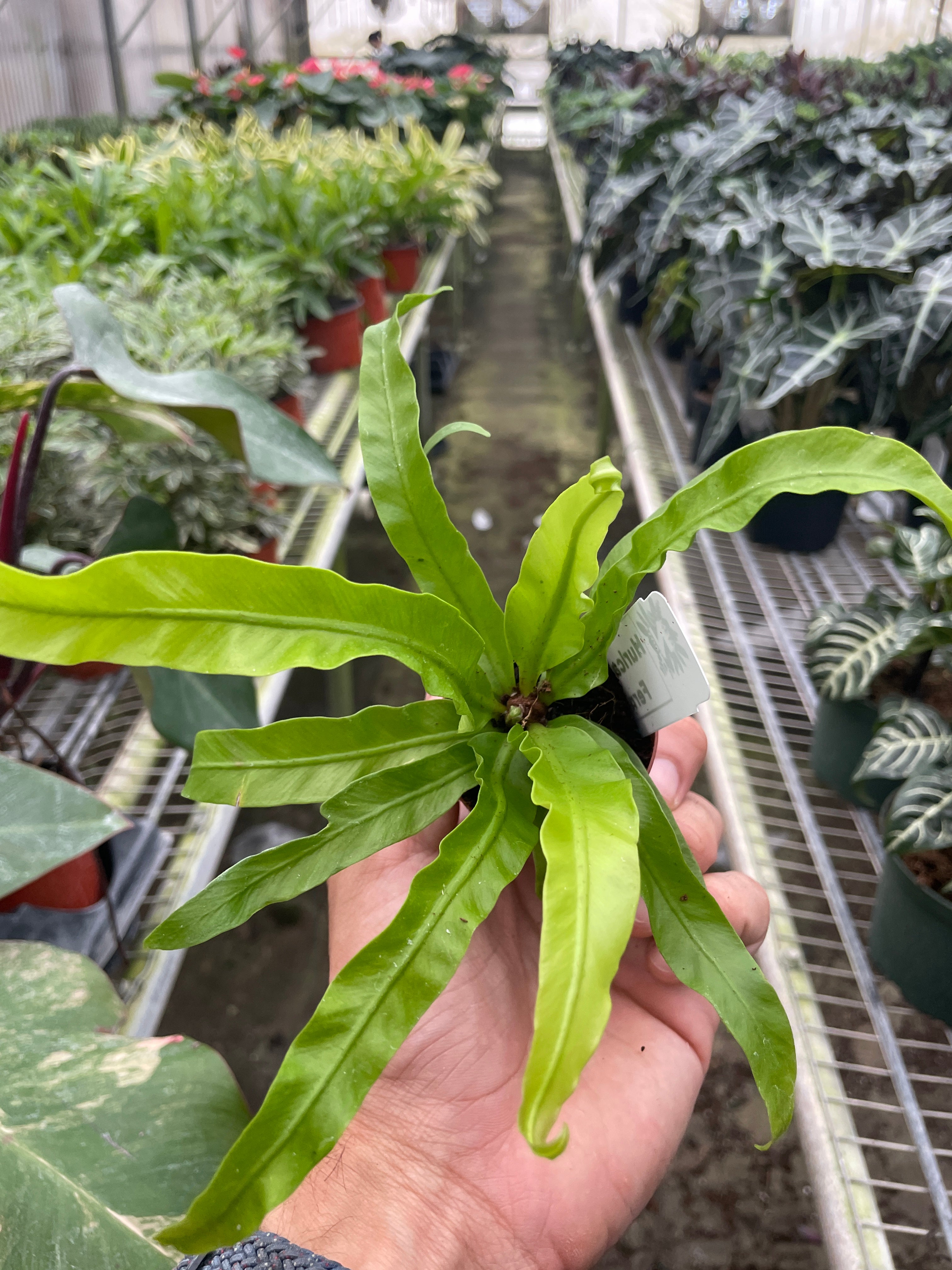 Fern 'Bird's Nest Hurricane' - Asplenium antiquum