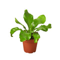 Bird's Nest Fern- Asplenium nidus- 4" Pot - NURSERY POT ONLY