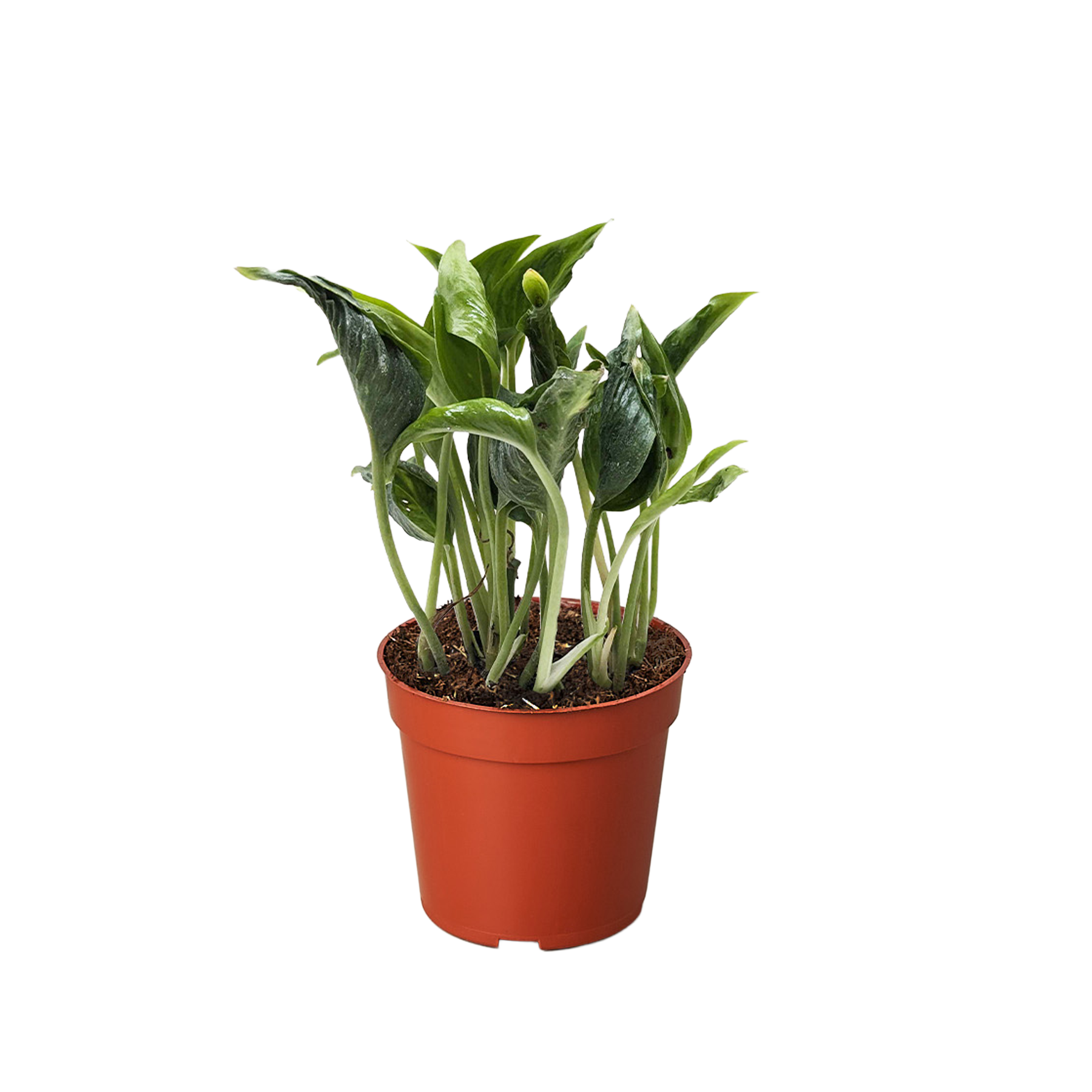 Pothos 'Shangri La'