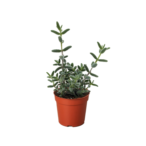 'Pickle Plant' Delosperma echinatum, Pet Friendly Live Houseplants