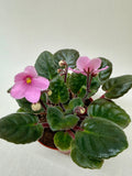 African Violet 'Pink' Saintpaulia ionantha- Pet Friendly Plants