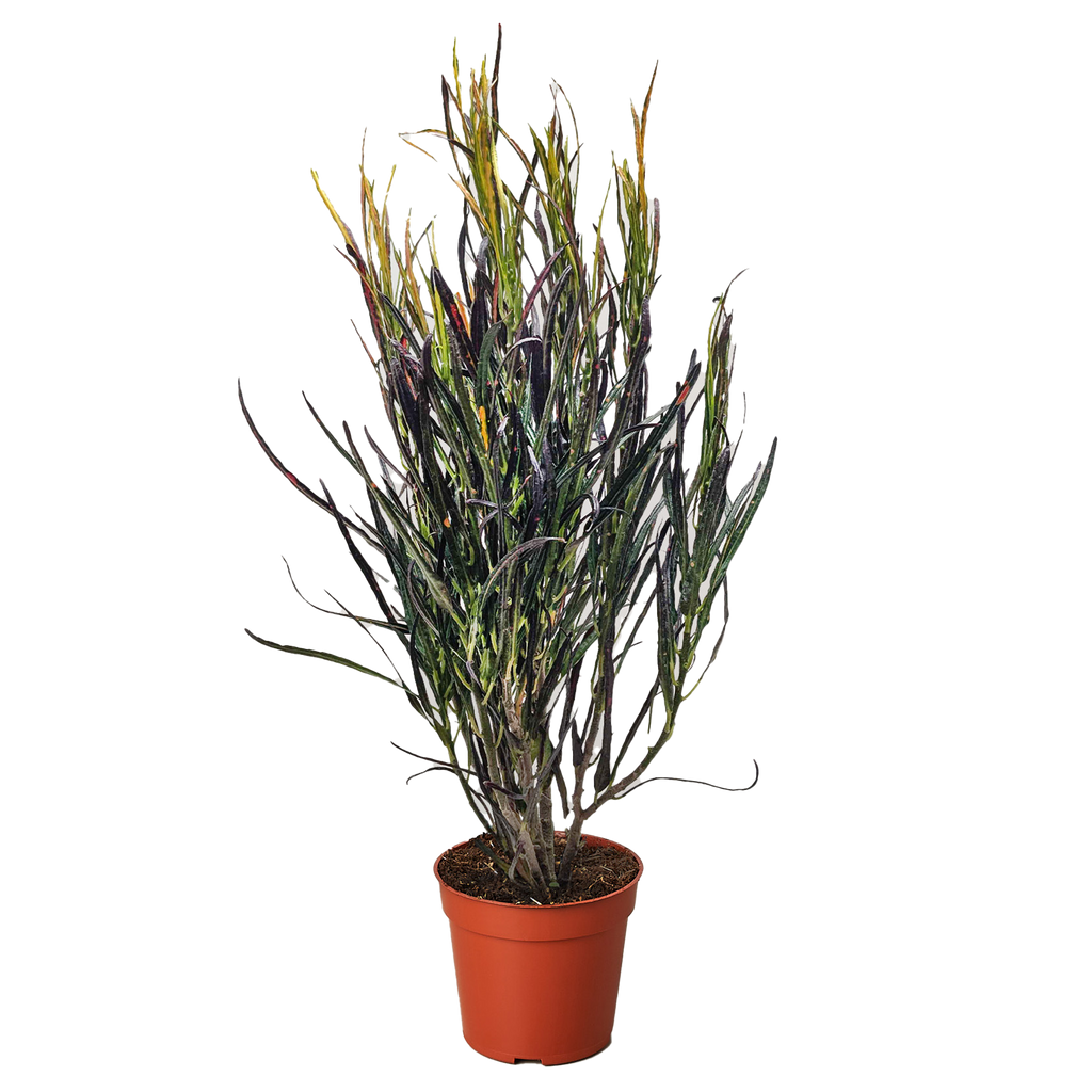 Croton 'Picasso'Codiaeum variegatum, Picasso's Paintbrush, Live Houseplants