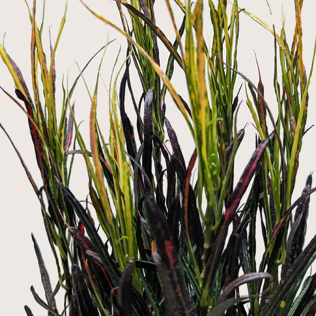 Croton 'Picasso'Codiaeum variegatum, Picasso's Paintbrush, Live Houseplants