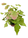 Fern Large Leaf Maidenhair