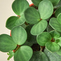 Peperomia 'Hope', Peperomia tetraphylla, Hoya Hope, Pet Friendly Live Houseplants