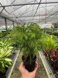 Norfolk 'Island Pine', Araucaria heterophylla, Live Houseplants