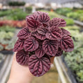 Peperomia 'Ripple Red', Tropical Perennial, Pet Friendly Live Houseplants