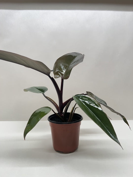 Calathea 'Zebrina' (Goeppertia zebrina) | Pet Safe Houseplant