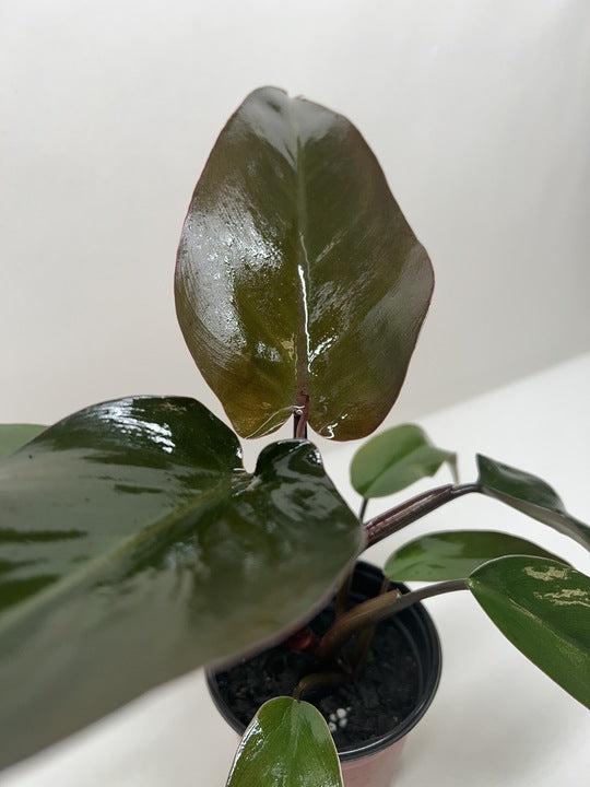 Calathea 'Zebrina' (Goeppertia zebrina) | Pet Safe Houseplant