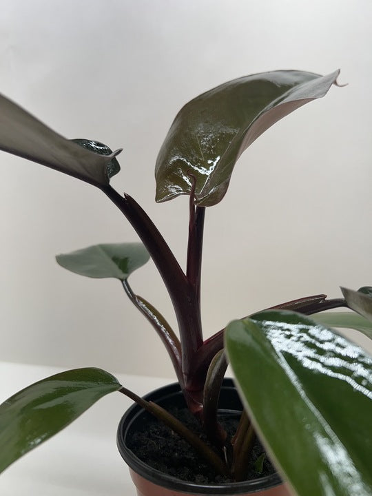 Calathea 'Zebrina' (Goeppertia zebrina) | Pet Safe Houseplant