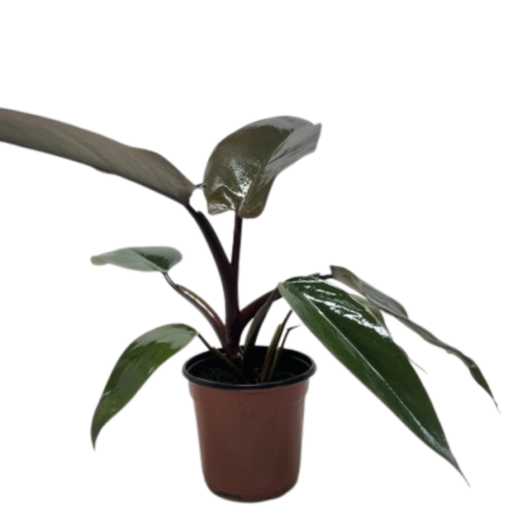 Calathea 'Zebrina' (Goeppertia zebrina) | Pet Safe Houseplant