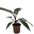 Calathea 'Zebrina' (Goeppertia zebrina) | Pet Safe Houseplant