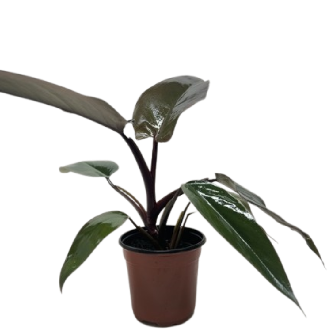 Calathea 'Zebrina' (Goeppertia zebrina) | Pet Safe Houseplant