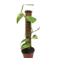 Pothos Jade Satin Albo