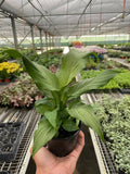 Peace Lily  'Platinum Mist', Spathiphyllum, Live Houseplants