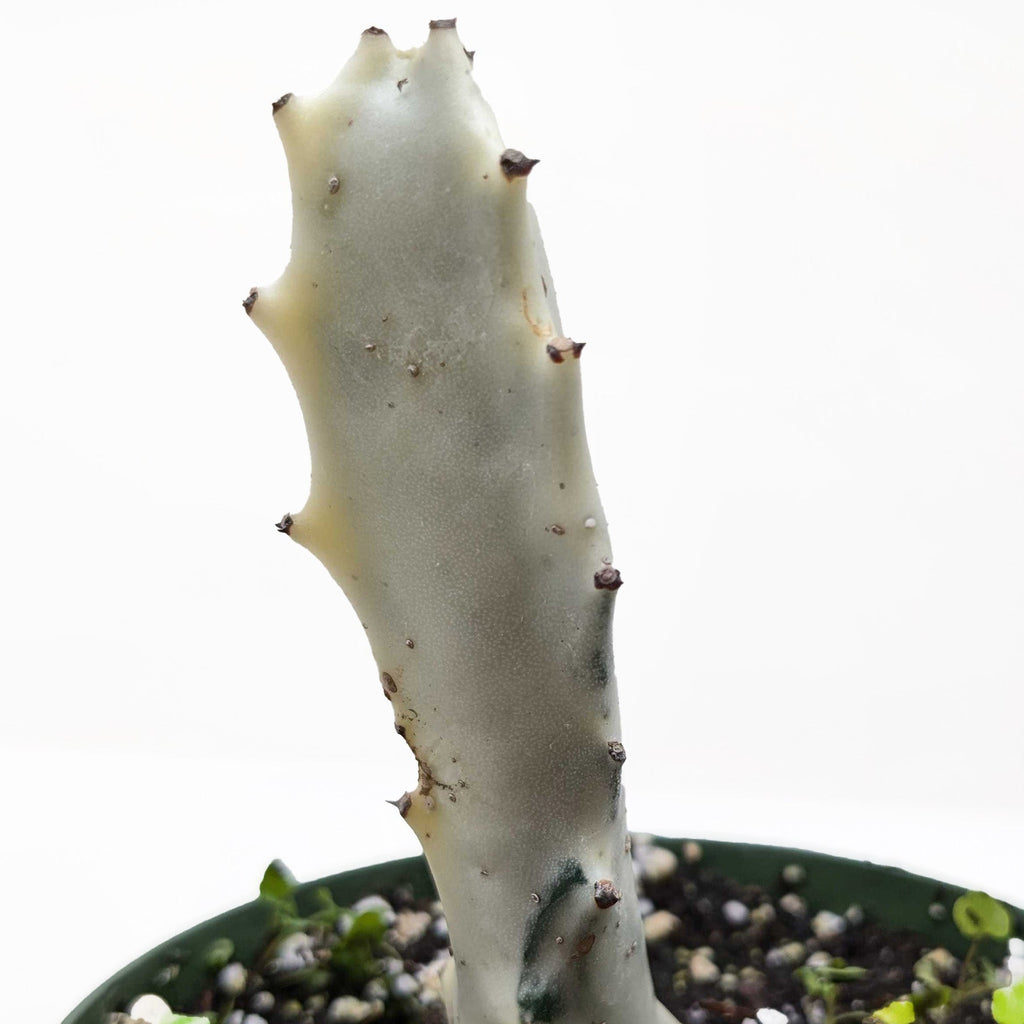 Succulent Euphorbia 'Dragon Bone'
