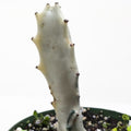 Succulent Euphorbia 'Dragon Bone'