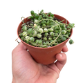 Succulent 'String of Pearls' Variegated