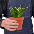 Snake Plant Emerald Star, Sansevieria Trifasciata, Live Houseplants
