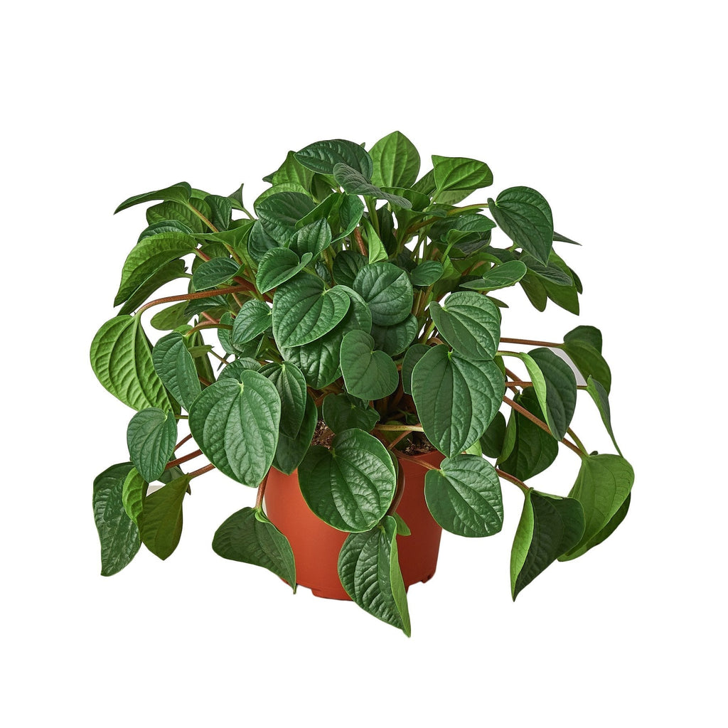 Potted plant peperomia rana verde with green leaves on a white background