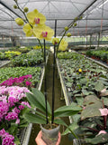 Orchid 'Yellow Phalaenopsis', Phalaenopsis amabilis,Moon Orchid, Moth Orchid, Live Houseplants