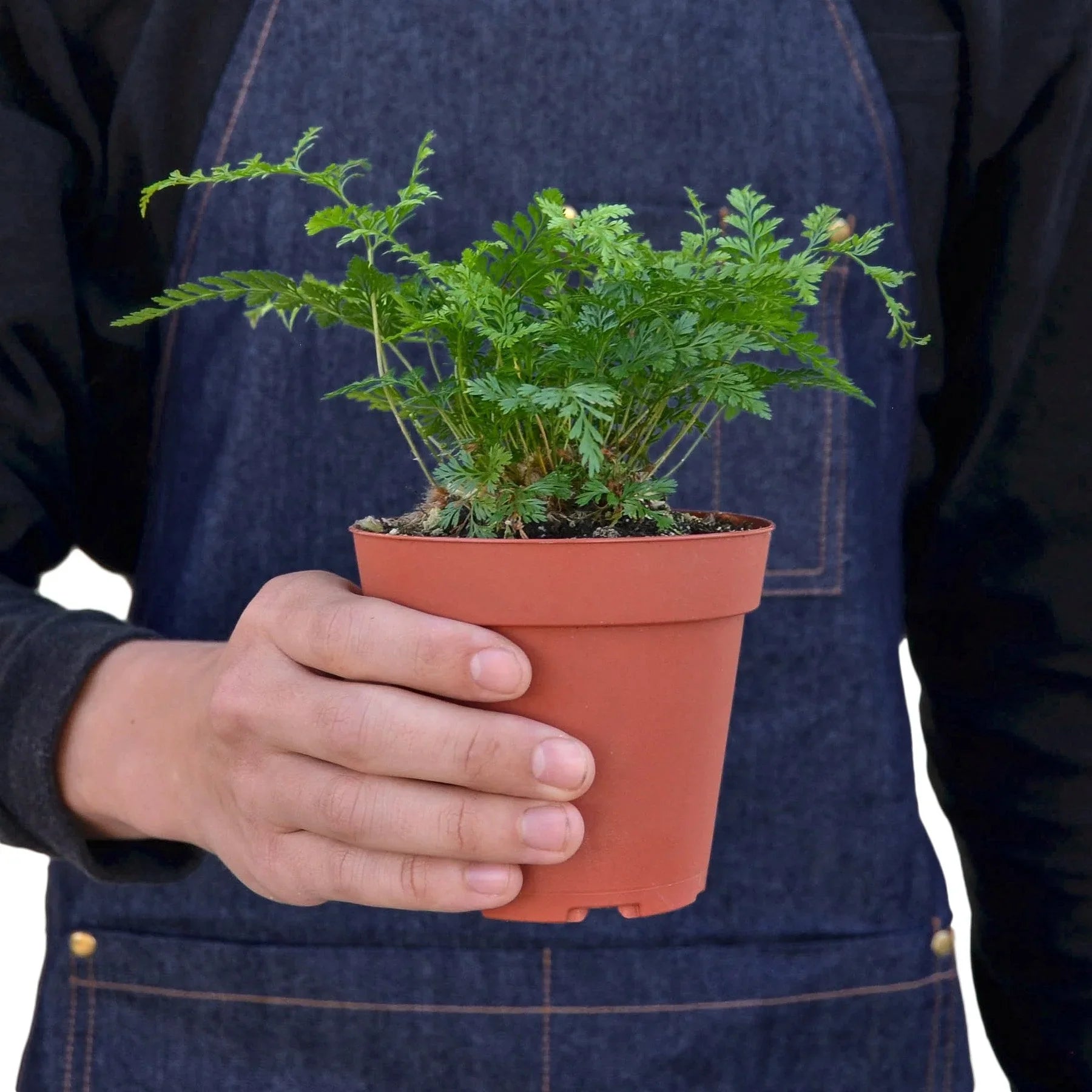 Rabbit's Foot Fern-Davallia fejeensis -Pet Safe Plants