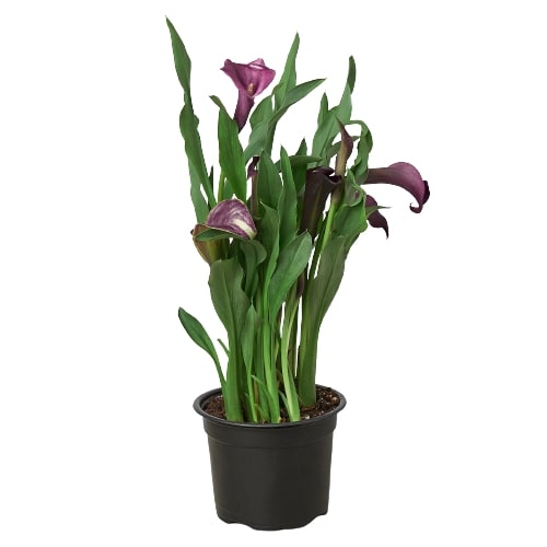Calla Lily