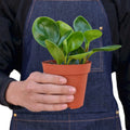 Person holding a potted plant with a white background