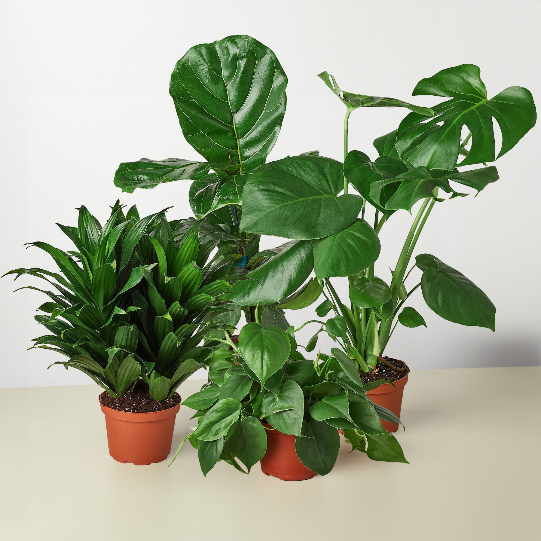 Assorted Tropical Houseplant Bundle – 4 Live Indoor Plants