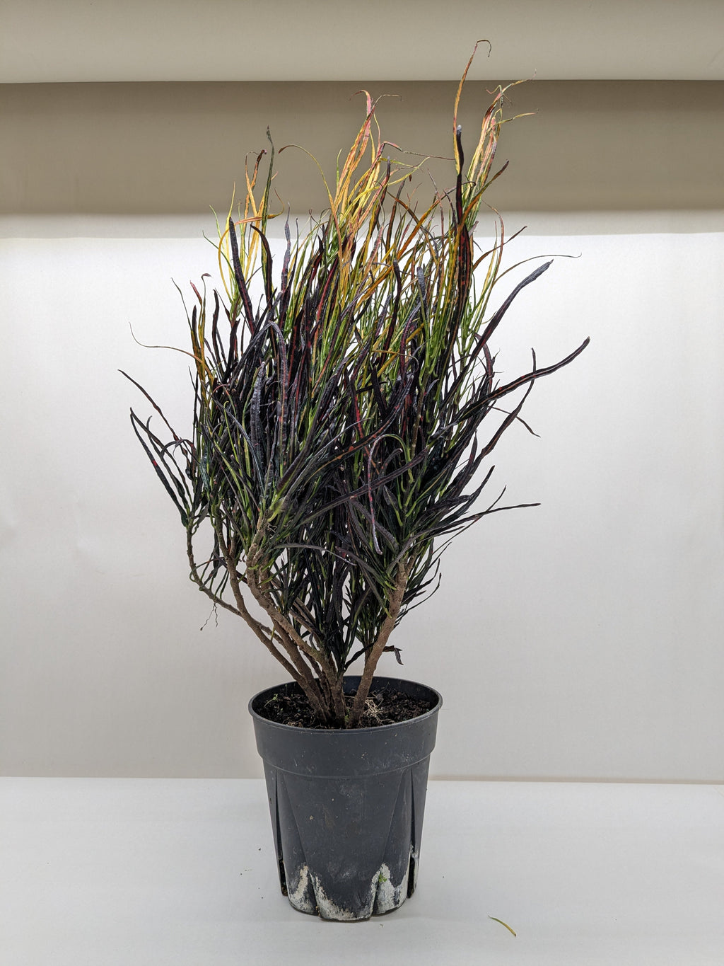 Croton 'Picasso'Codiaeum variegatum, Picasso's Paintbrush, Live Houseplants