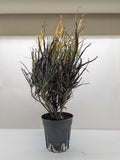 Croton 'Picasso'Codiaeum variegatum, Picasso's Paintbrush, Live Houseplants