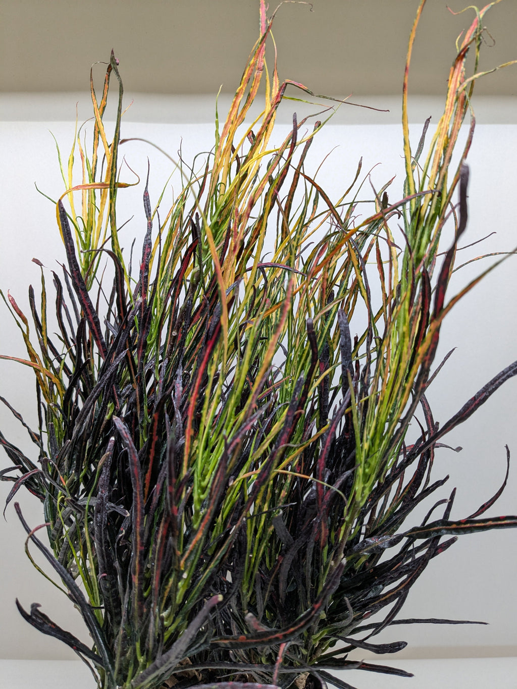 Croton 'Picasso'Codiaeum variegatum, Picasso's Paintbrush, Live Houseplants