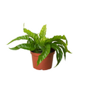 Fern 'Bird's Nest Hurricane' - Asplenium antiquum
