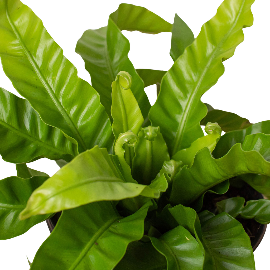 Fern 'Bird's Nest Hurricane' - Asplenium antiquum