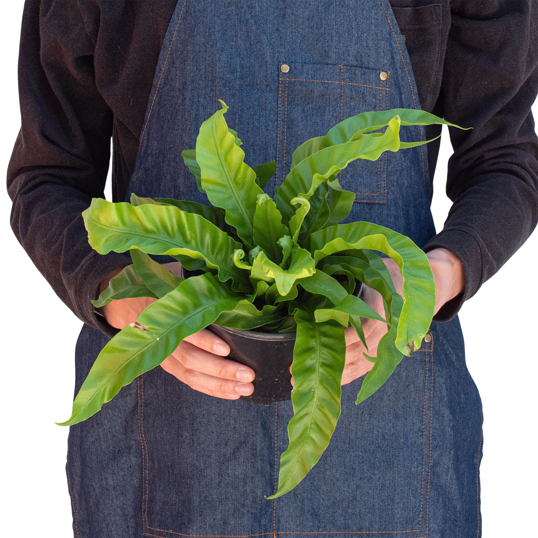 Fern 'Bird's Nest Hurricane' - Asplenium antiquum