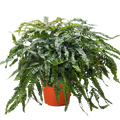 Fern Rosy Maidenhair