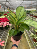Homalomena 'Selby', Queen of Hearts, Shield Plant, Live Houseplants