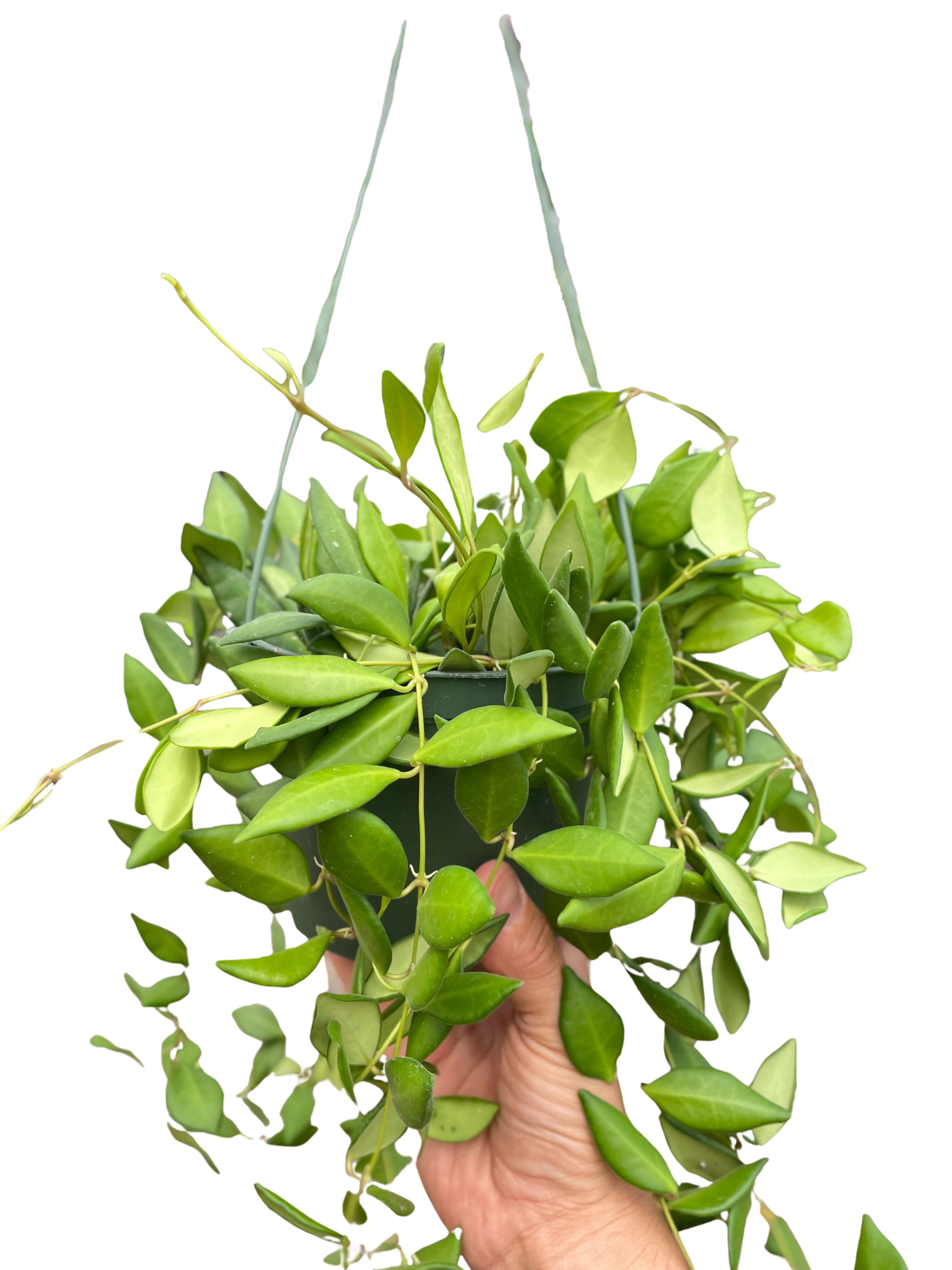 Hoya 'Burtoniae'